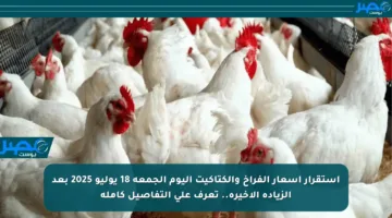 استقرار أسعار الفراخ والكتاكيت اليوم الجمعة 18 يوليو 2025 بعد الزيادة الأخيرة.. تعرف على التفاصيل كاملة